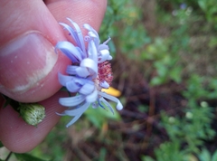 Symphyotrichum × versicolor