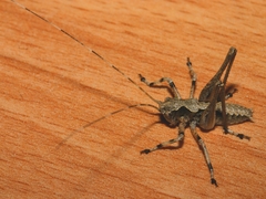 Evergoderes cabrerai