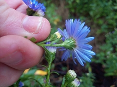 Symphyotrichum × versicolor