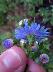 Symphyotrichum × versicolor