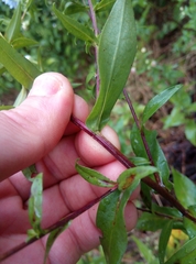 Symphyotrichum × versicolor