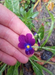 Viola tricolor curtisii