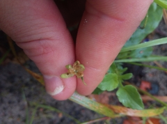 Viola tricolor curtisii