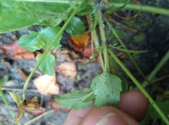 Viola tricolor curtisii
