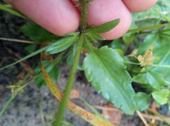 Viola tricolor curtisii