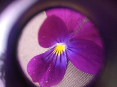 Viola tricolor curtisii