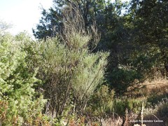 Lavandula pedunculata