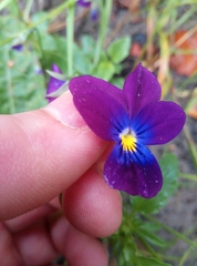 Viola tricolor curtisii