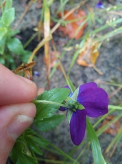 Viola tricolor curtisii