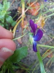 Viola tricolor curtisii