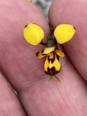Diuris laxiflora
