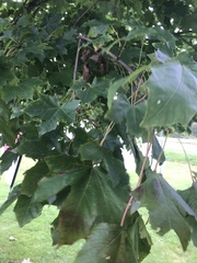 Acer platanoides