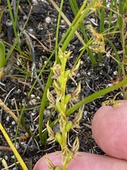 Prasophyllum gracile