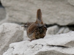 Troglodytes troglodytes