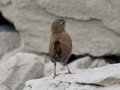 Troglodytes troglodytes