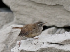 Troglodytes troglodytes