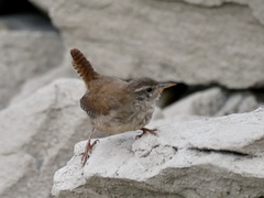 Troglodytes troglodytes