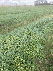 Hydrocotyle ranunculoides