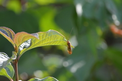 Anabolia