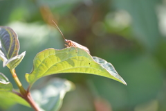 Anabolia