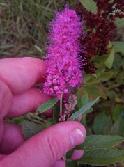 Spiraea × billardii