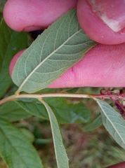 Spiraea × billardii