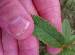 Spiraea × billardii