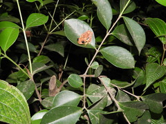 Boophis pyrrhus