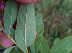 Spiraea × billardii