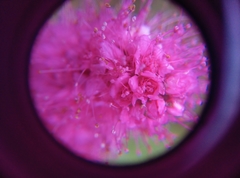 Spiraea × billardii