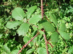 Rubus lindleianus