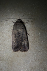 Proteuxoa hypochalchis