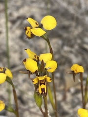 Diuris laxiflora