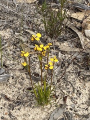 Diuris laxiflora