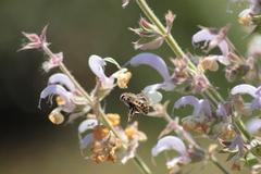 Anthidium manicatum