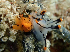 Thecacera
