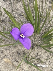 Patersonia pygmaea