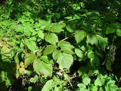 Rubus × loganobaccus