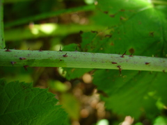 Rubus × loganobaccus
