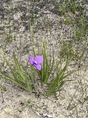 Patersonia pygmaea