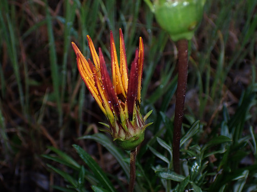 Garden Treasure Flower