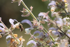Anthidium manicatum