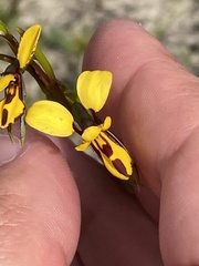 Diuris laxiflora