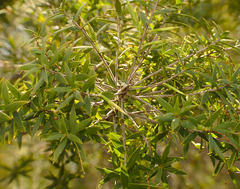 Leucopogon pimeleoides