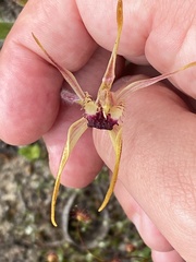 Caladenia longiclavata