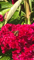 Atalopedes campestris