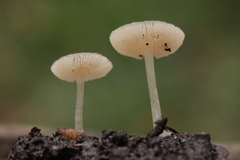 Pluteus satur