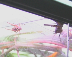 Evergoderes cabrerai