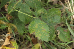 Phragmidium bulbosum