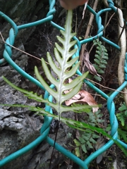 Aleuritopteris argentea